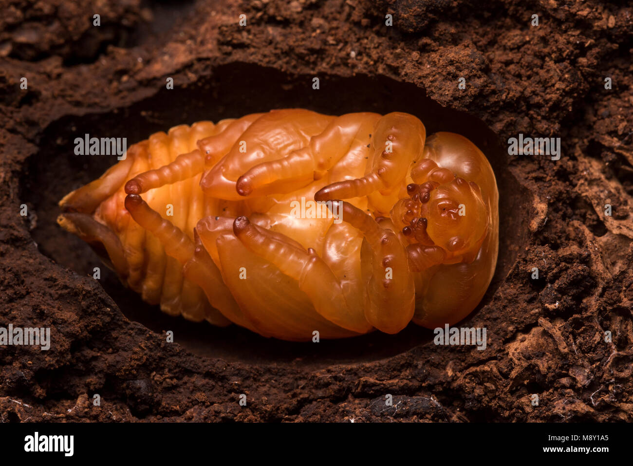 A beetle undergoing metamorphosis, probably a species from the Scarabaeidae family. Stock Photo