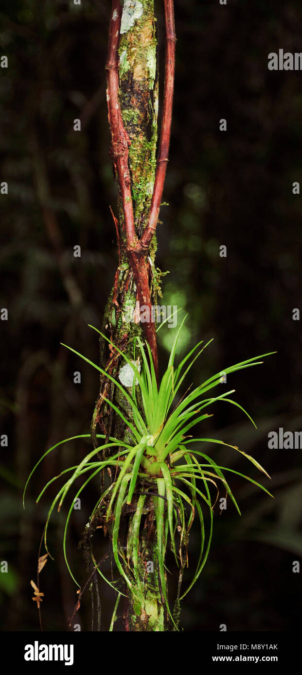 Aerial roots are roots above the ground and are found in diverse plant species, including epiphytes such  warm-temperate rainforest trees. Stock Photo