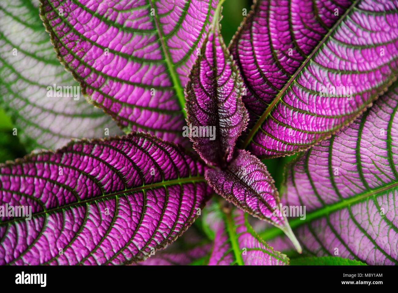 Strobilanthes dyeriana (Persian shield) is a tropical plant grown for its dark green foliage with bright, metallic-purple stripes radiating outward. Stock Photo