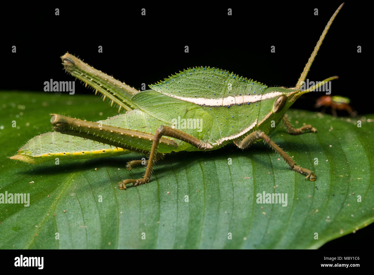 A green grasshopper from the jungle. Stock Photo