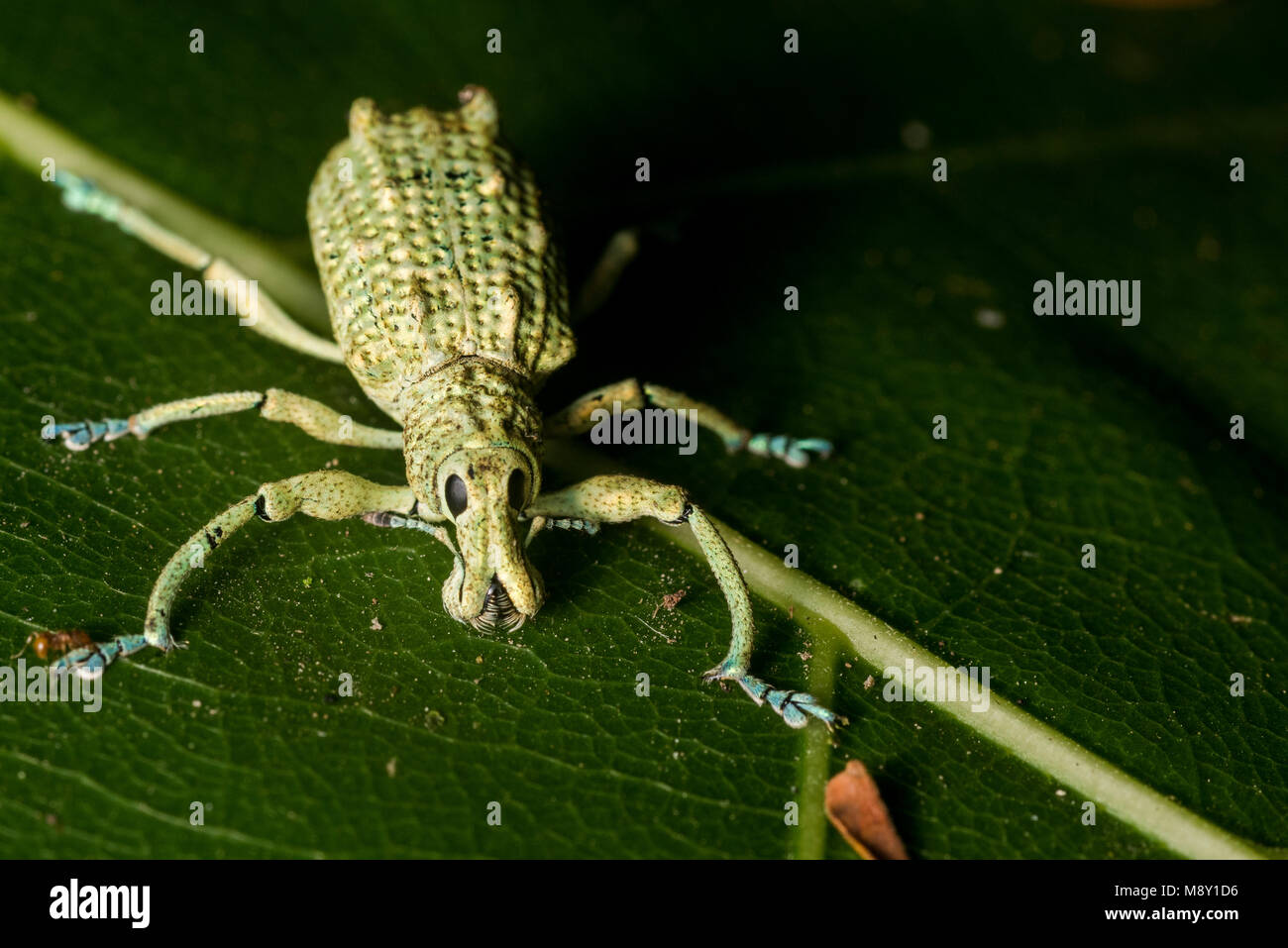 A green weevil from the Peruvian jungle Stock Photo