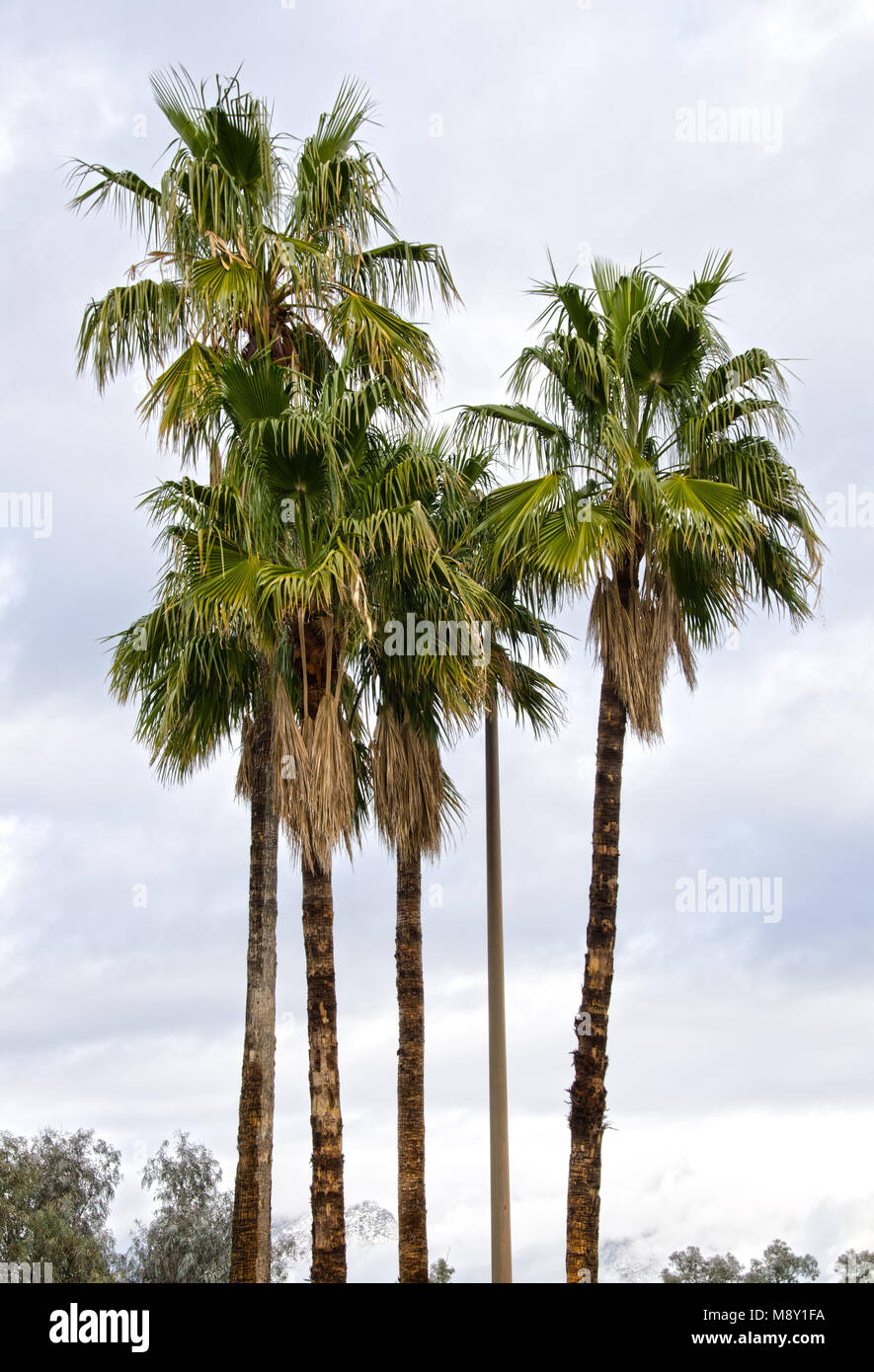 Several palm trees stand in front of the snow covered Catalina Mountains in Tucson, Arizona. Stock Photo