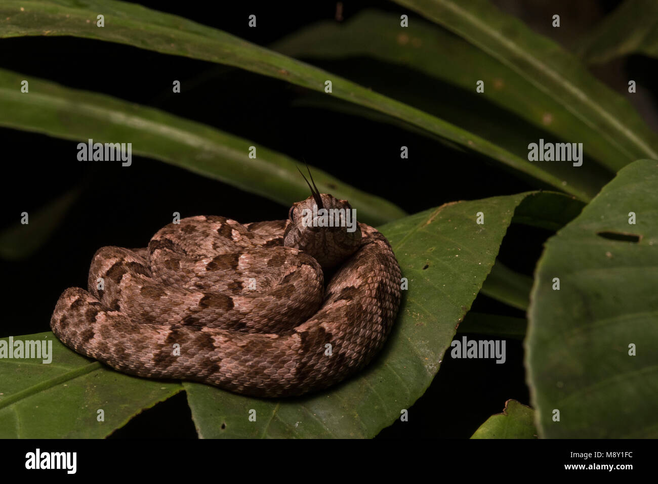 A small fer de lance (Bothrops atrox) curled up on a leaf at night, this species is the most dangerous snake in its range. Stock Photo