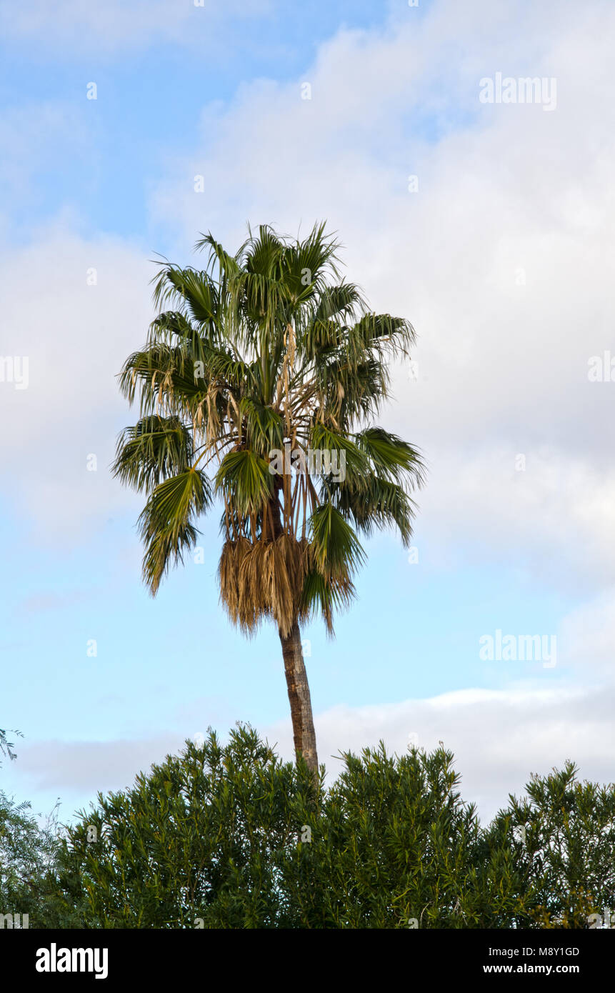 A single palm tree stand against a blue sky and clouds in Tucson, Arizona. Stock Photo
