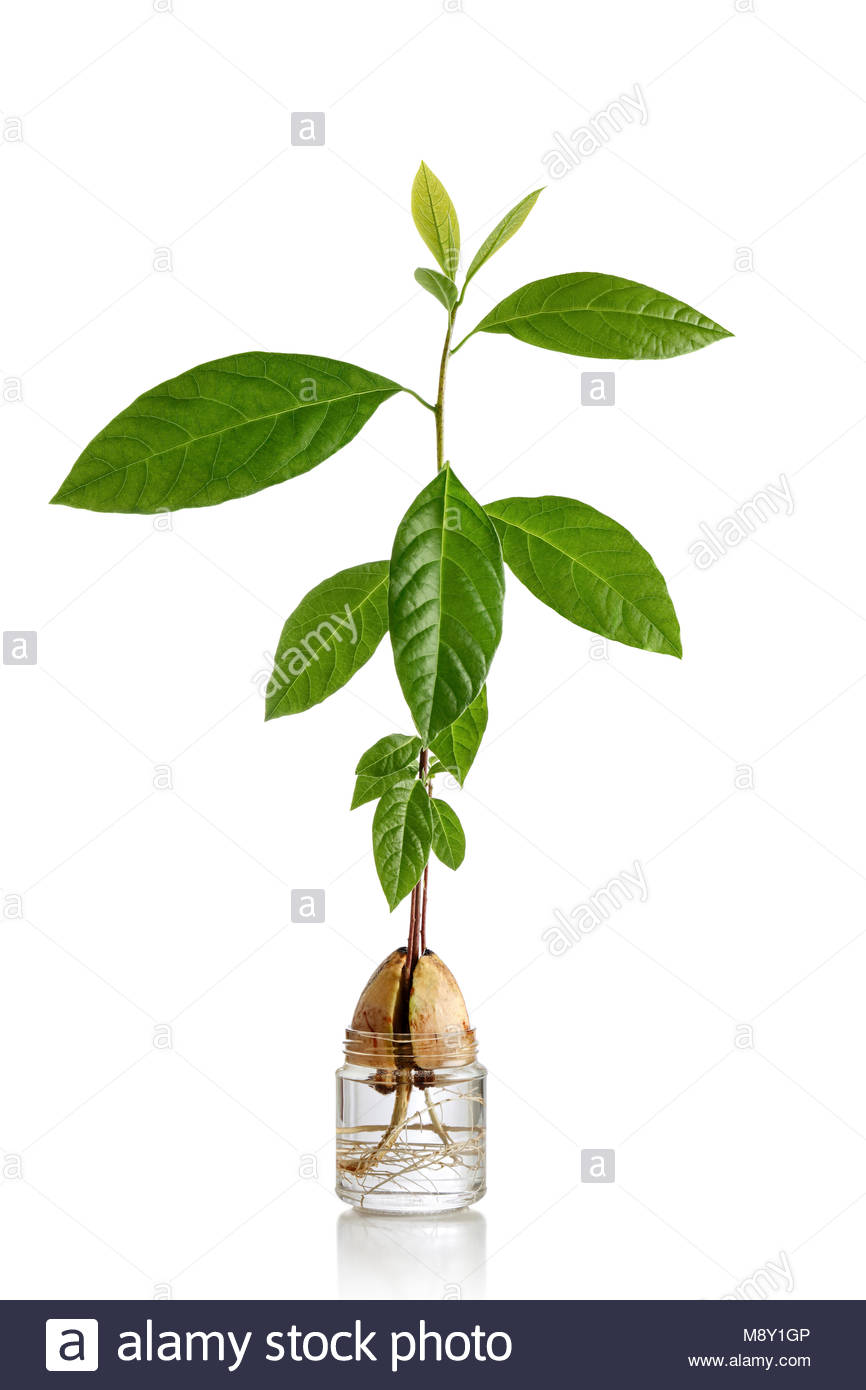 Avocado Roots High Resolution Stock Photography and Images Alamy