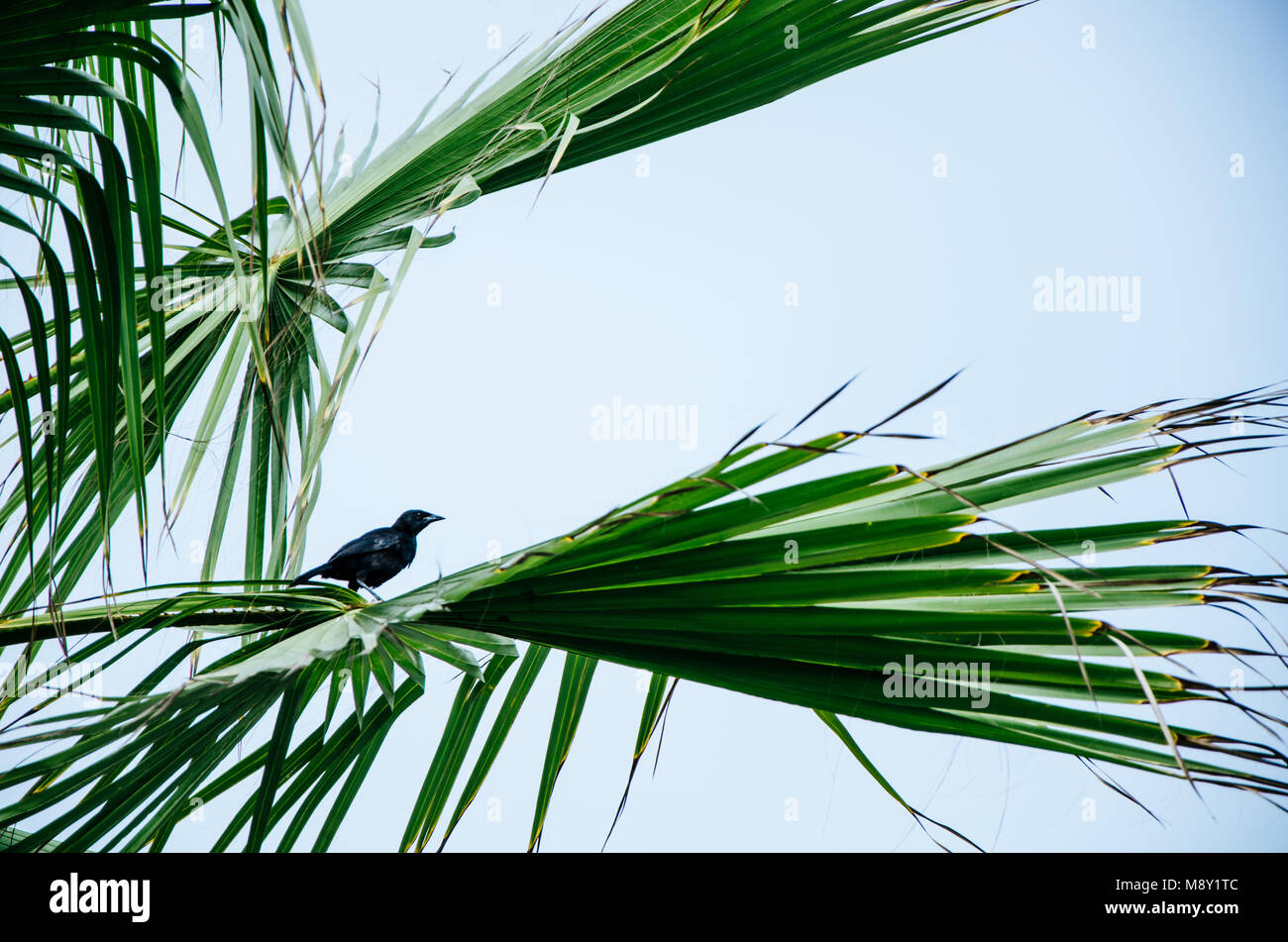 Black bird on the branch of a palm tree Stock Photo