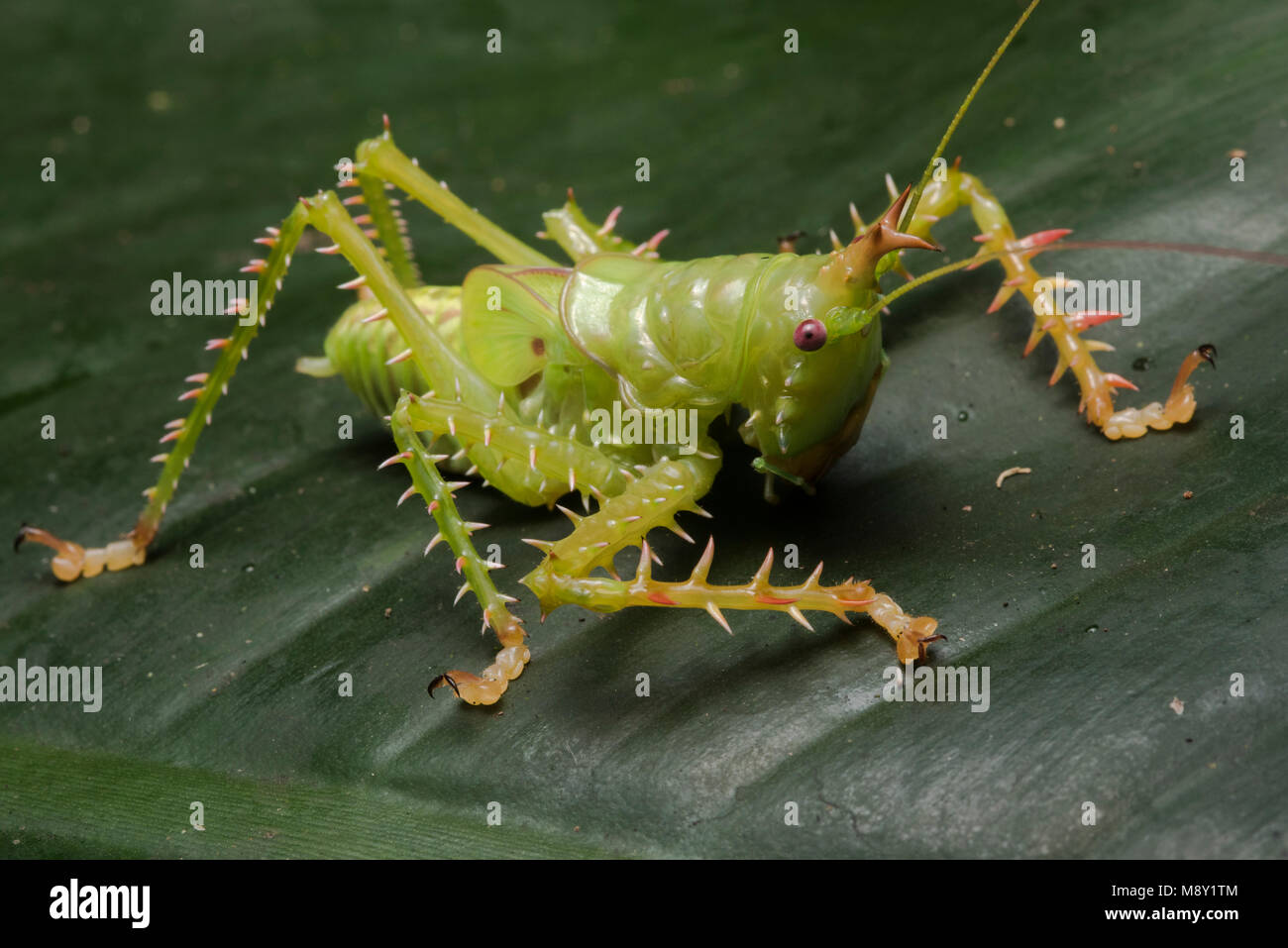 A spiny & predatory katydid from the Peruvian jungle. Stock Photo
