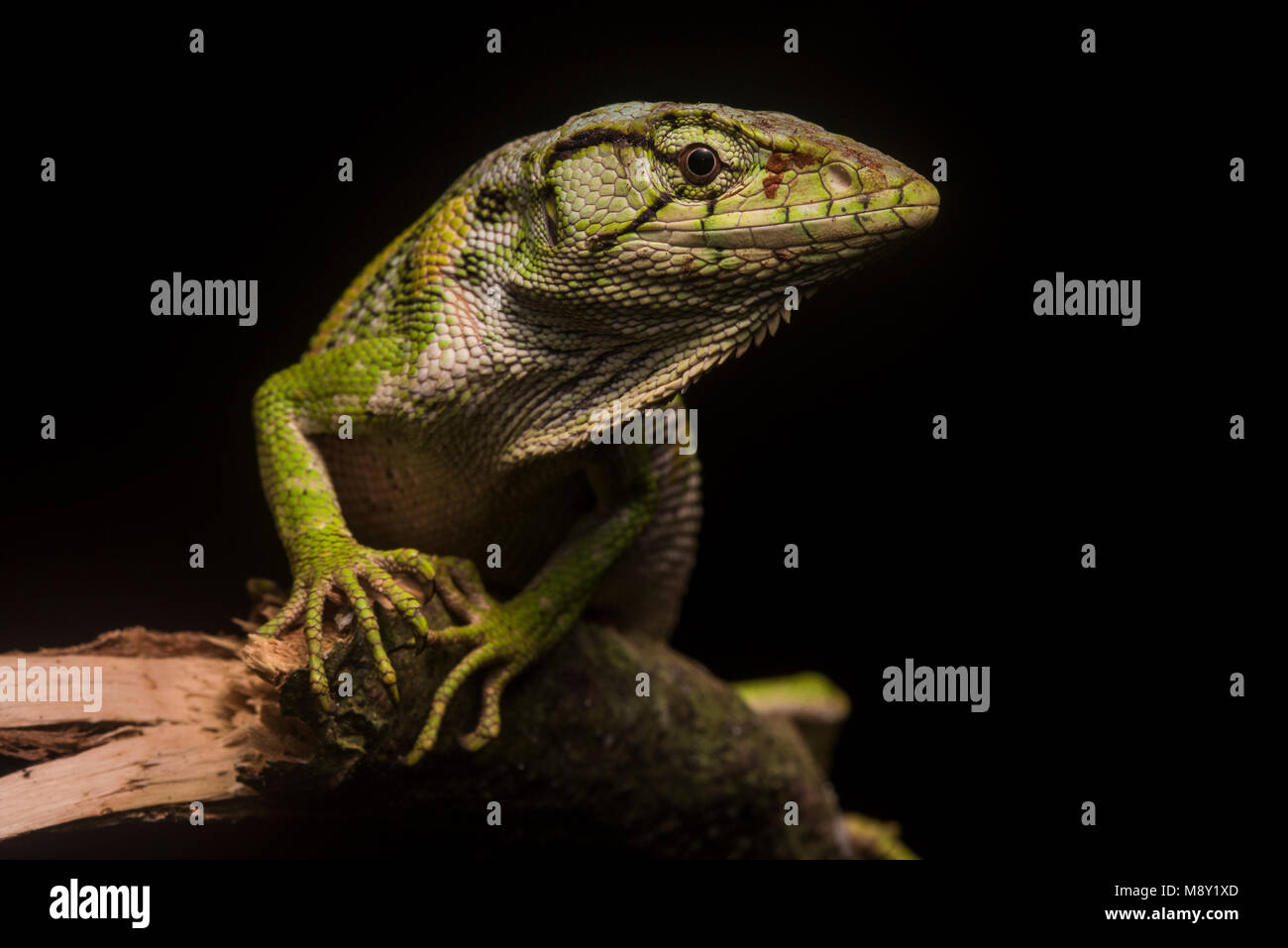 The common monkey lizard (Polychrus marmoratus) from the Peruvian jungle. Stock Photo