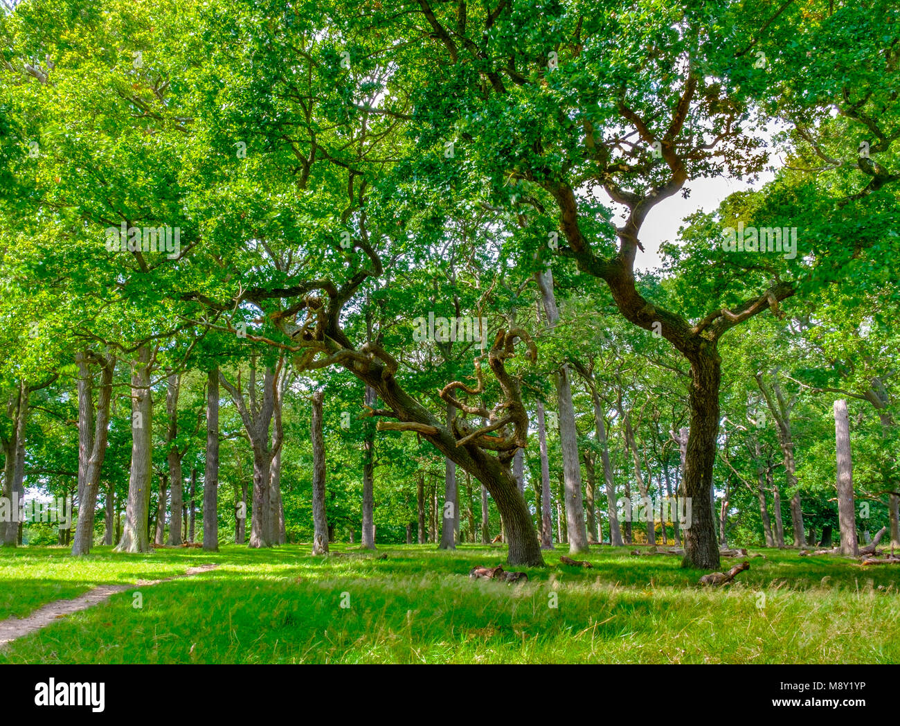 Woodland in the English countryside in summer Stock Photo