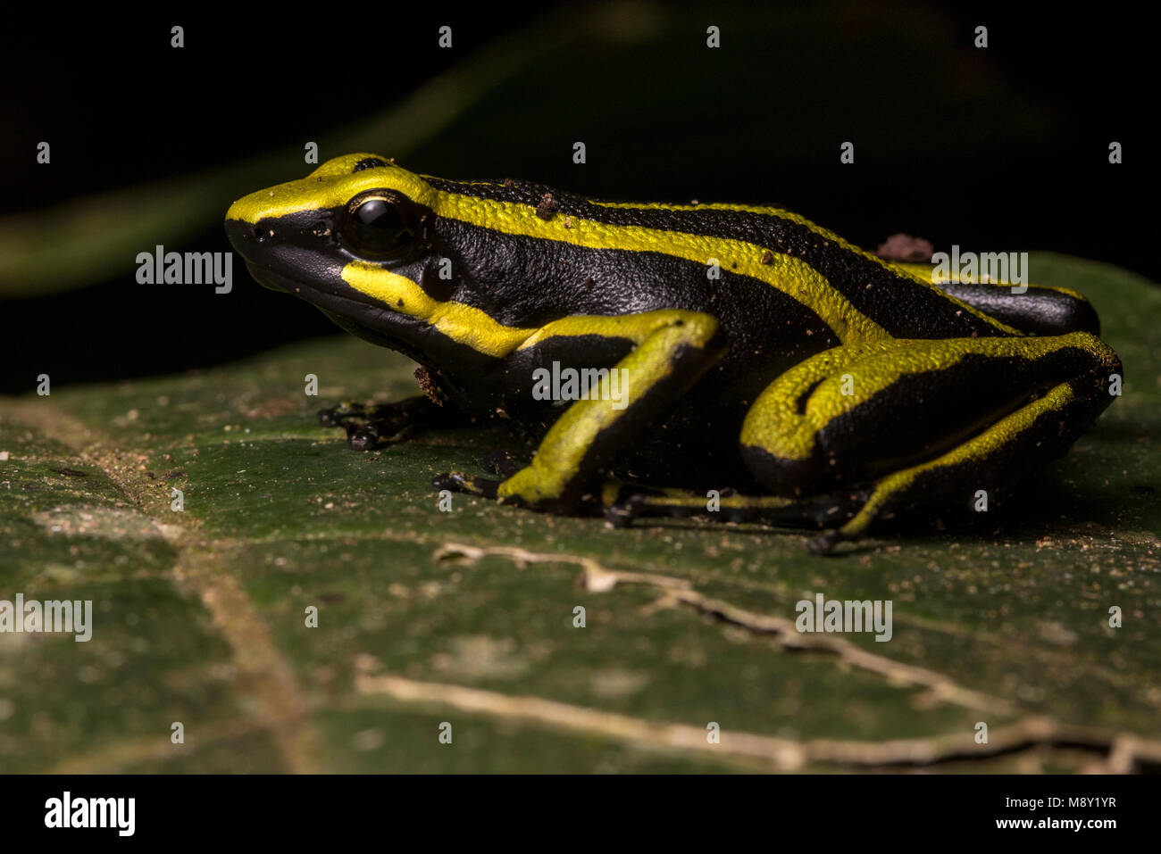 A brightly colored and toxic poison frog, Ameerega trivittata, from Peru. Stock Photo