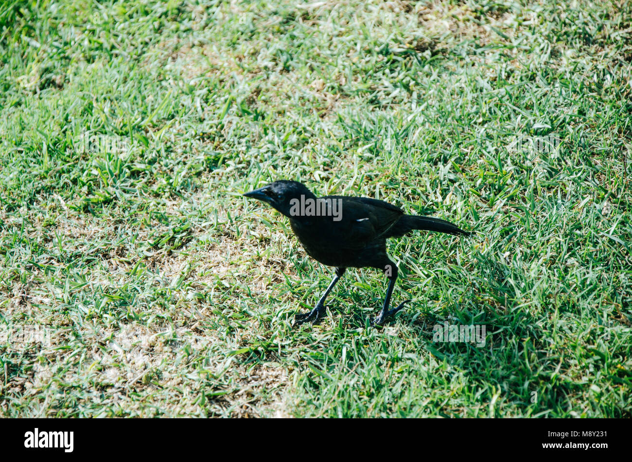 Cuban blackbird walking on the lawn of a park Stock Photo