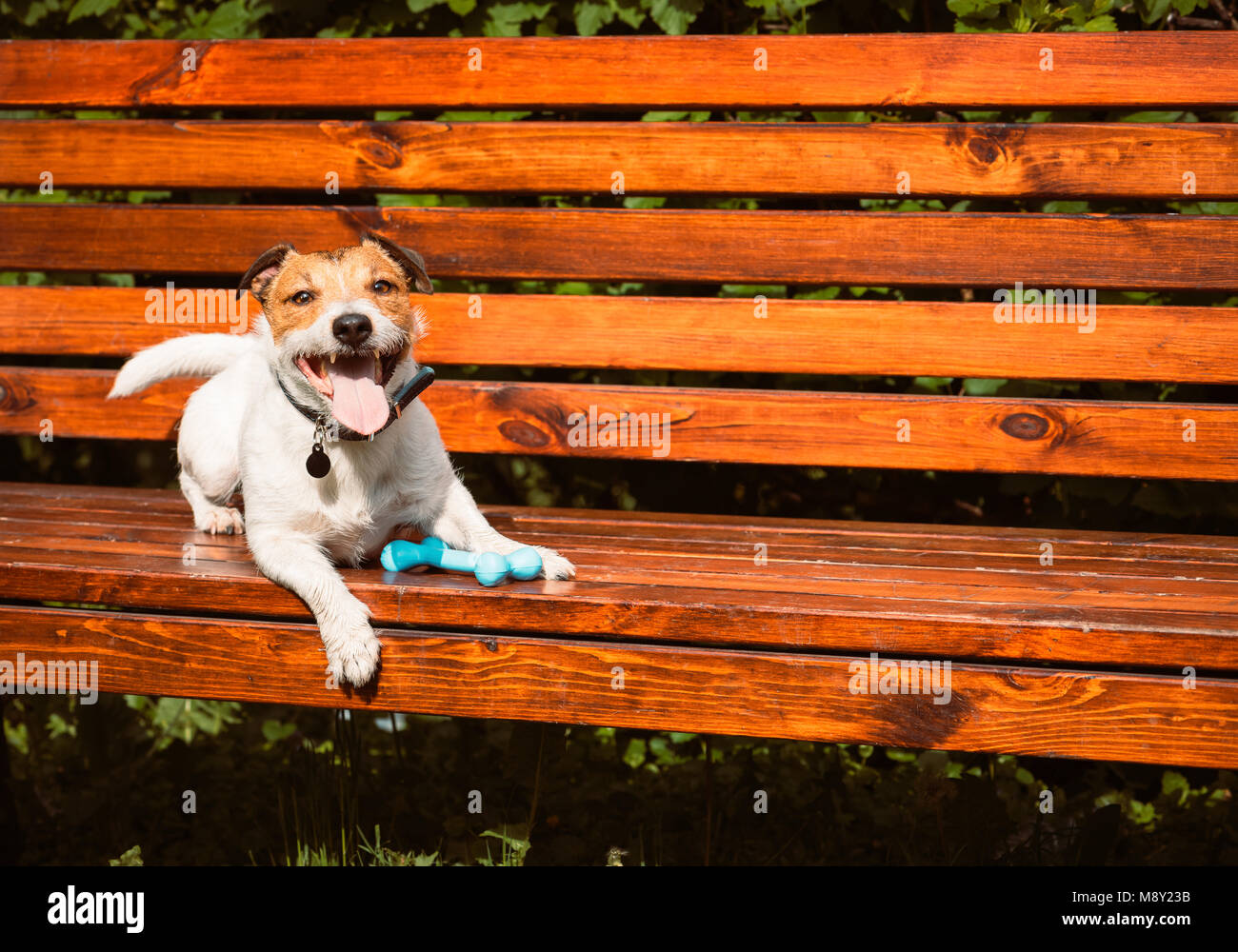 Happy dog on park bench at sunny warm spring day Stock Photo