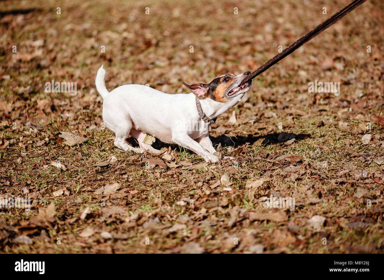 Dog pulls and chews its lead playing at spring sunny day Stock Photo