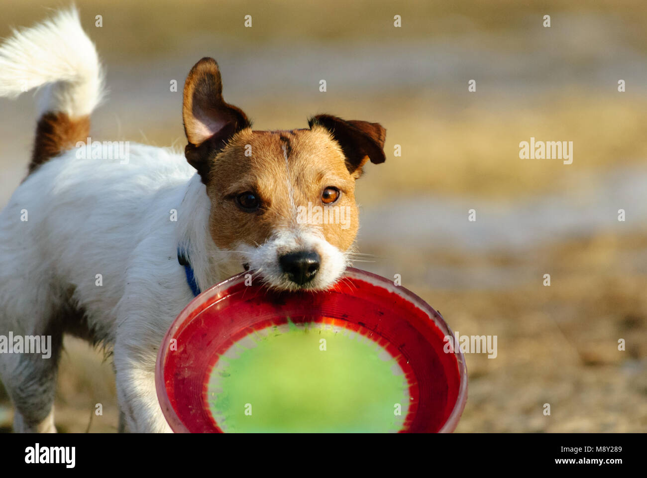 Funny dog playing with plastic disc at sunny spring day Stock Photo