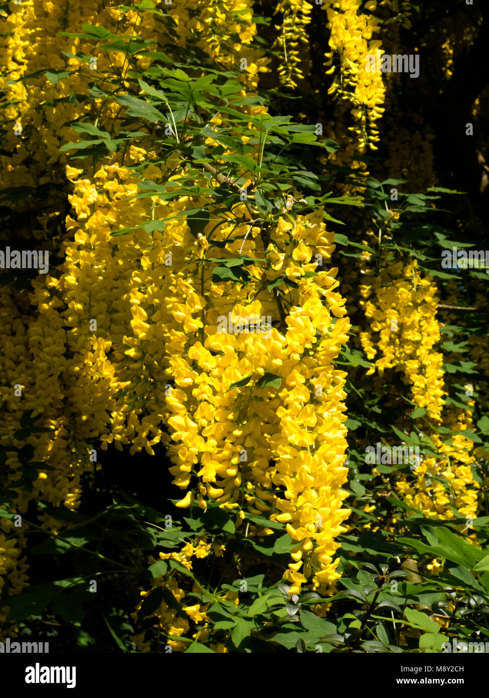 Laburnum flowering Stock Photo Alamy