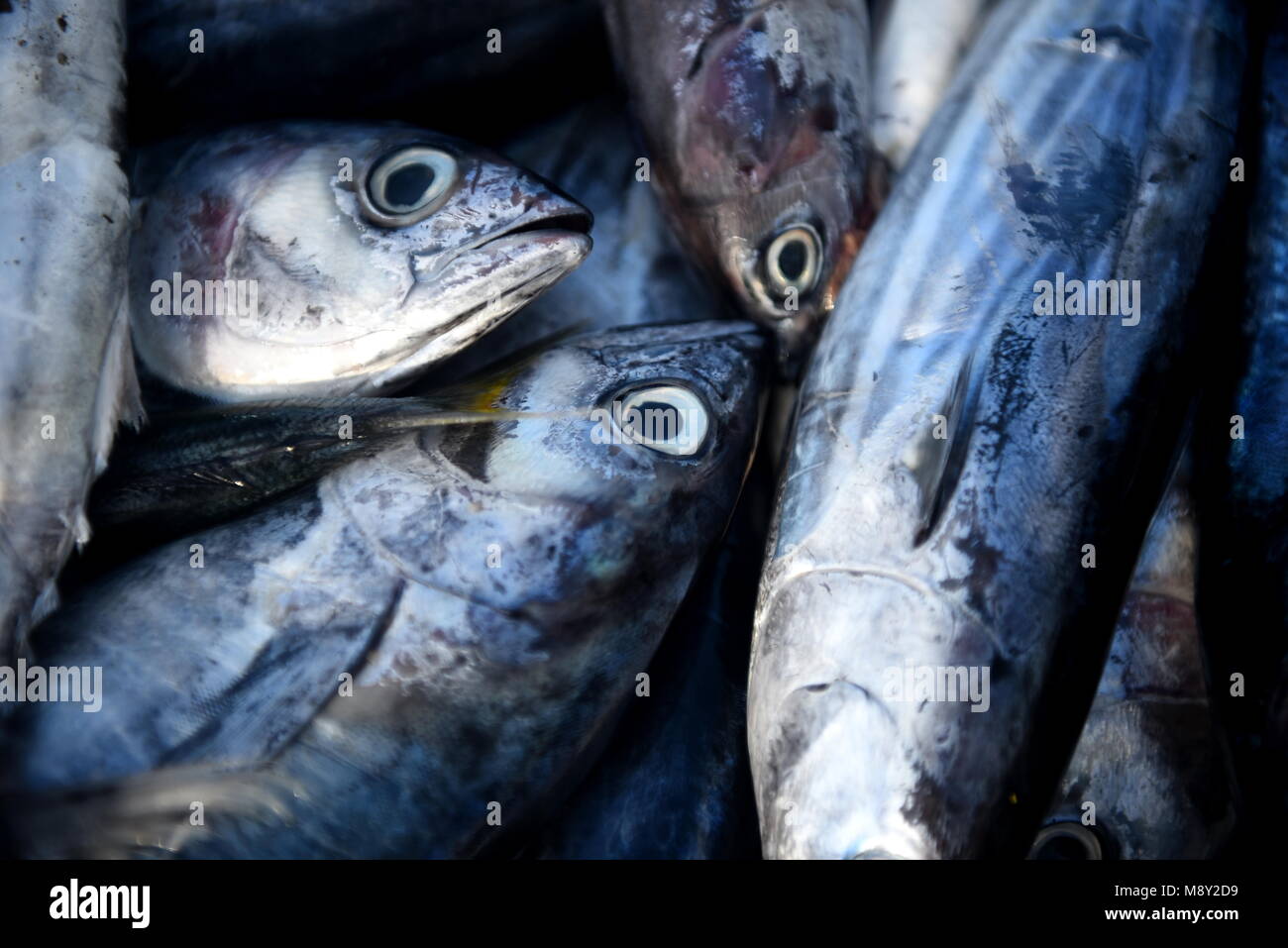 Bunch of baby tuna in basket on Fish Market Stock Photo Alamy