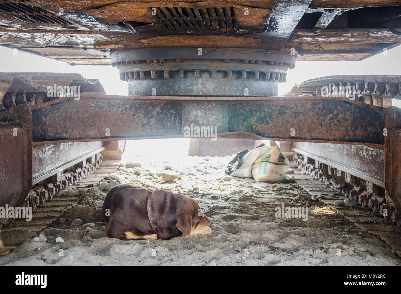 Dog sleeping under a machine Stock Photo - Alamy