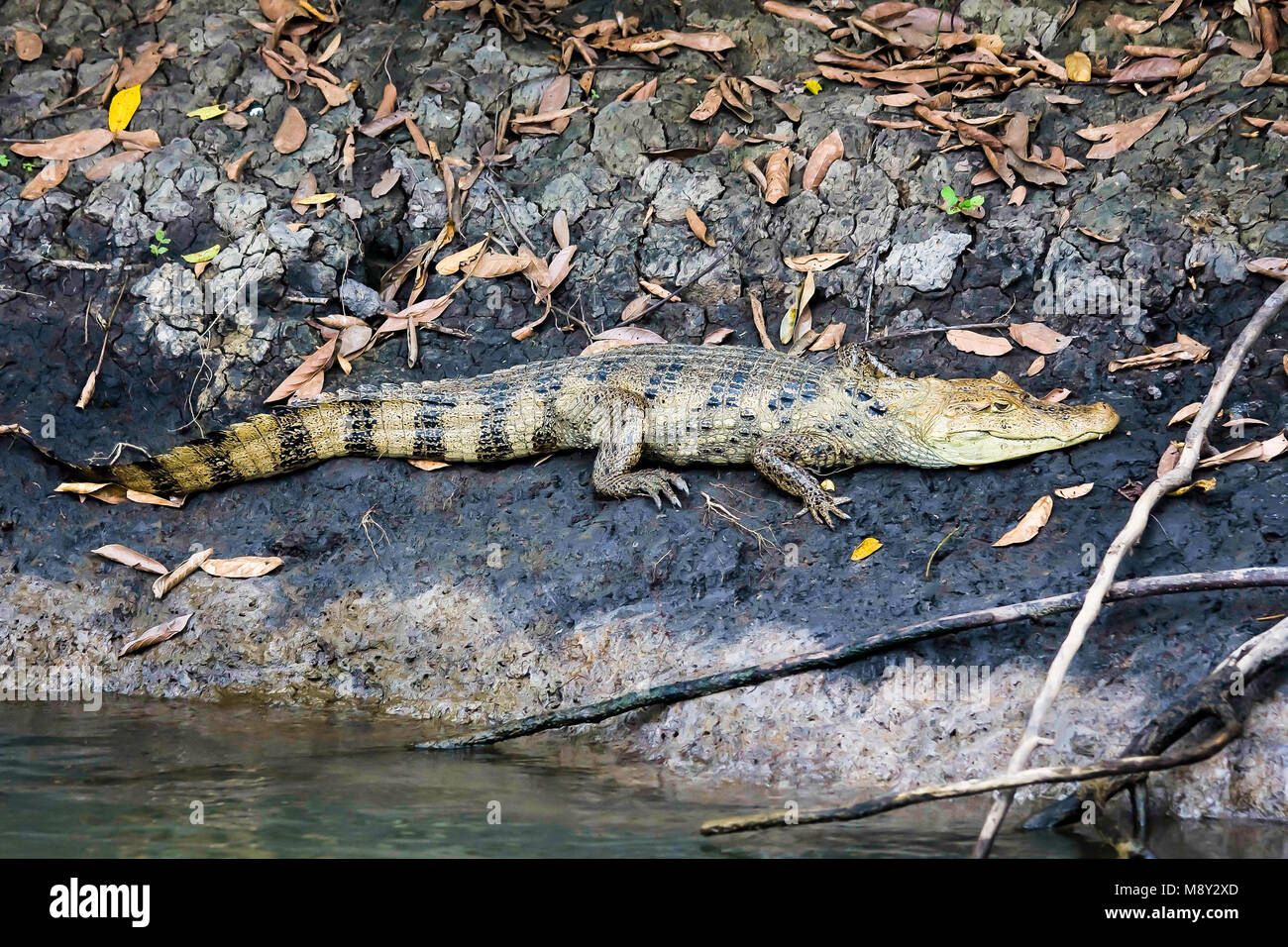 crocodile lying on a beach in costa rica Stock Photo Alamy