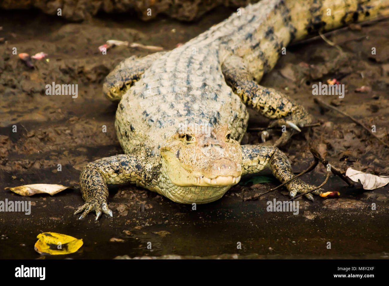 crocodile lying on a beach in costa rica Stock Photo Alamy