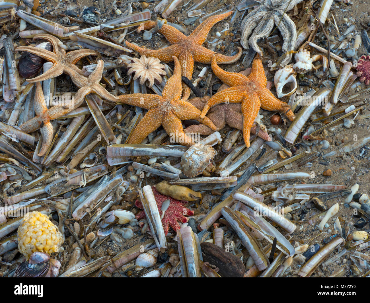 Thousands of star fish washed up on shore in the Netherlands : r/pics