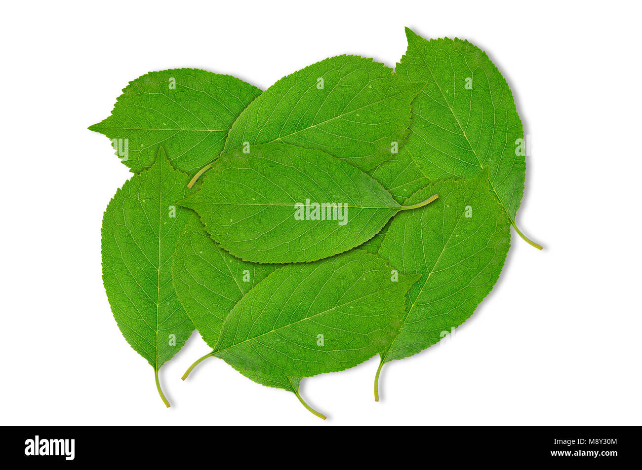 Background of green spring cherry tree leaf isolated on white Stock Photo