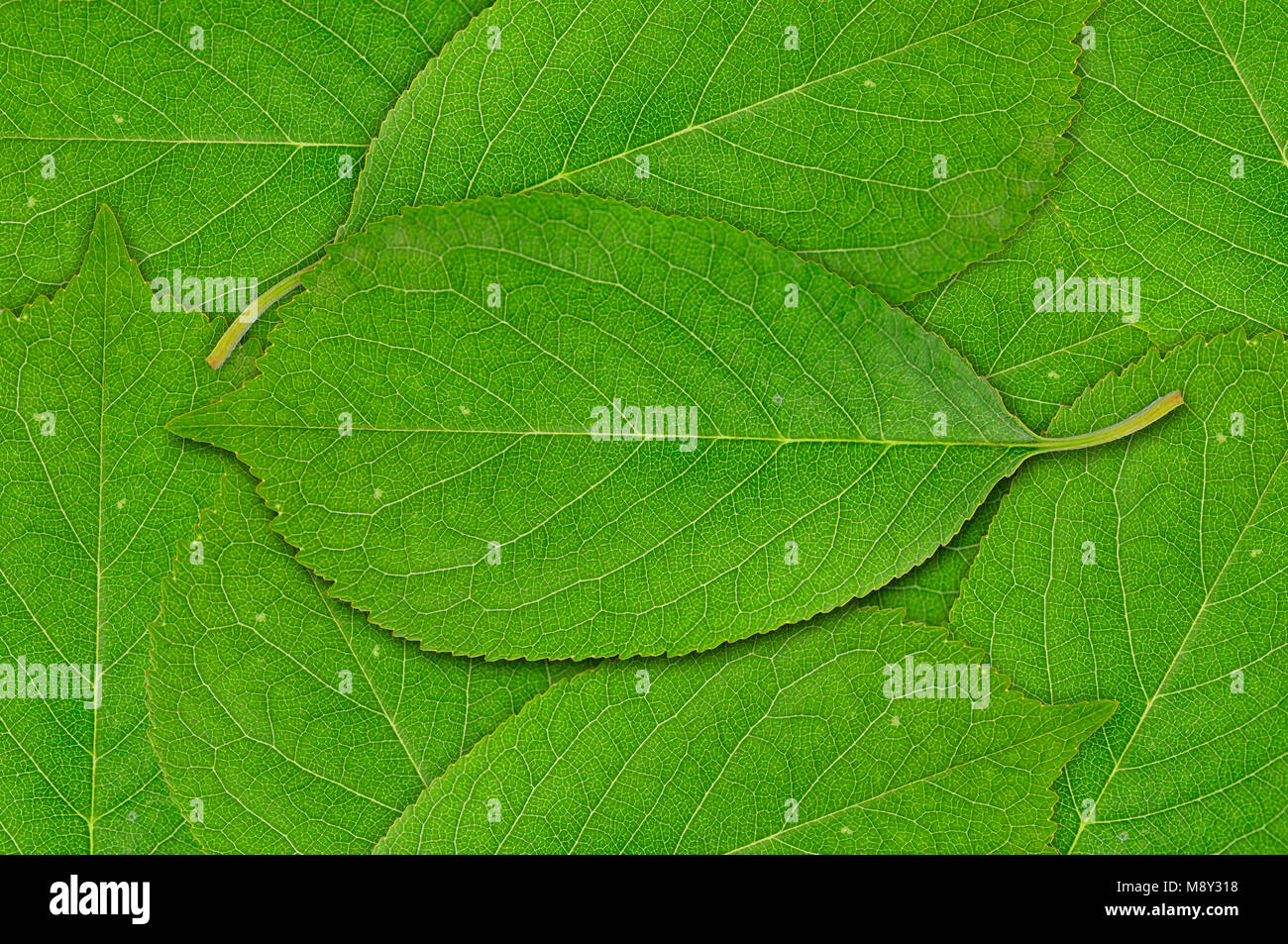 Background of green spring cherry tree leaf Stock Photo
