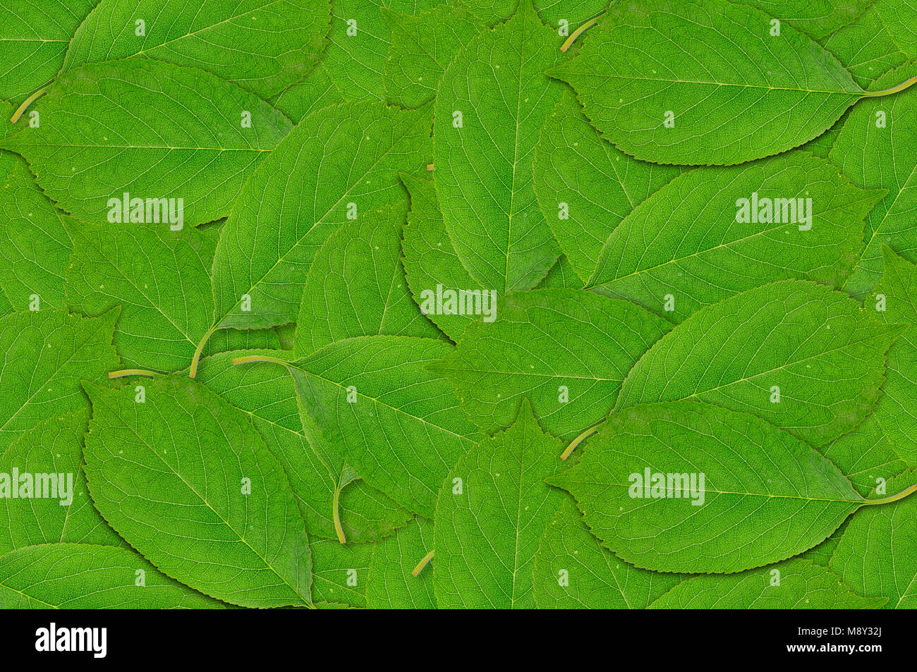Big background of green spring cherry tree leaf Stock Photo