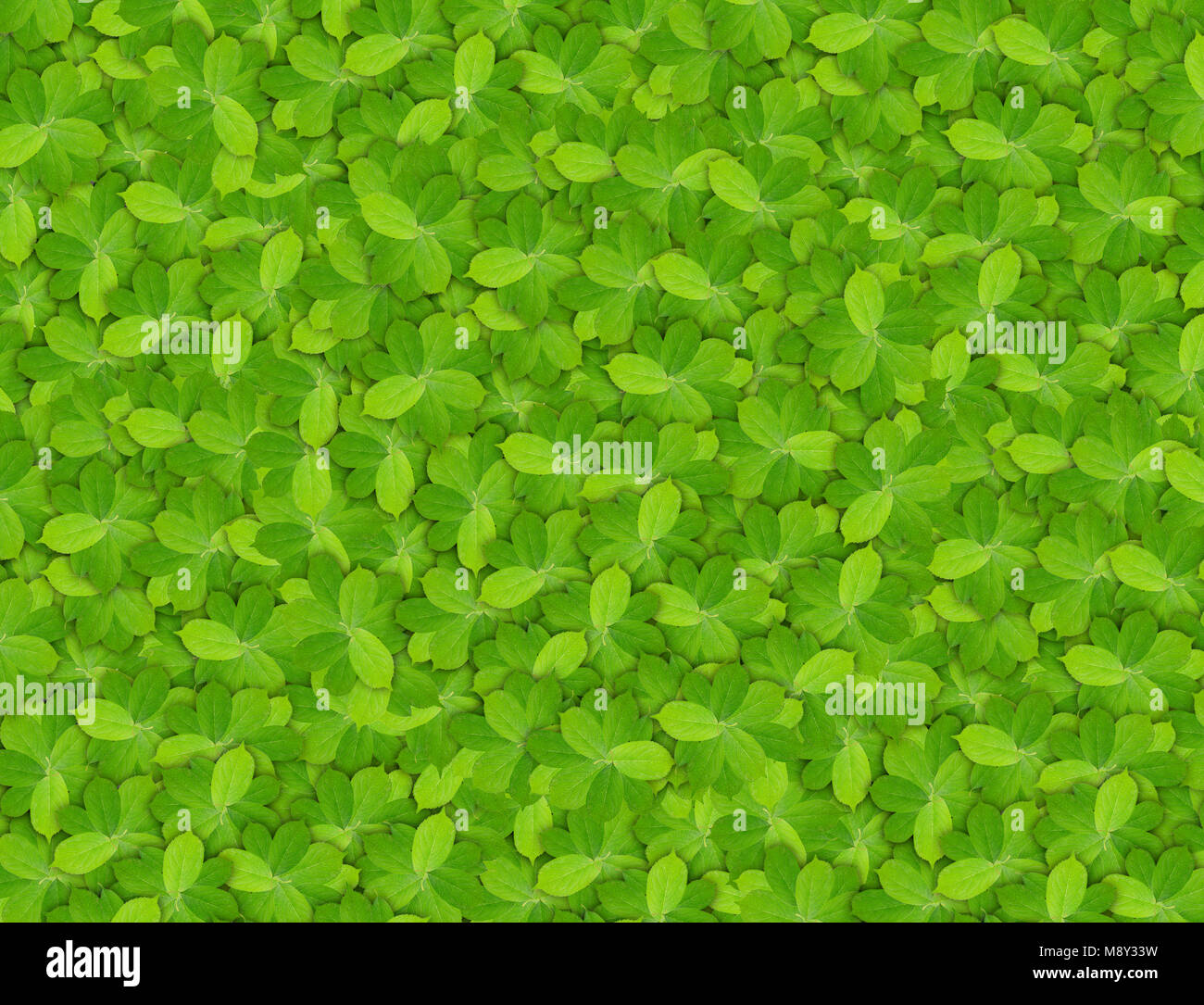 Big natural background of green spring cherry tree leaf Stock Photo