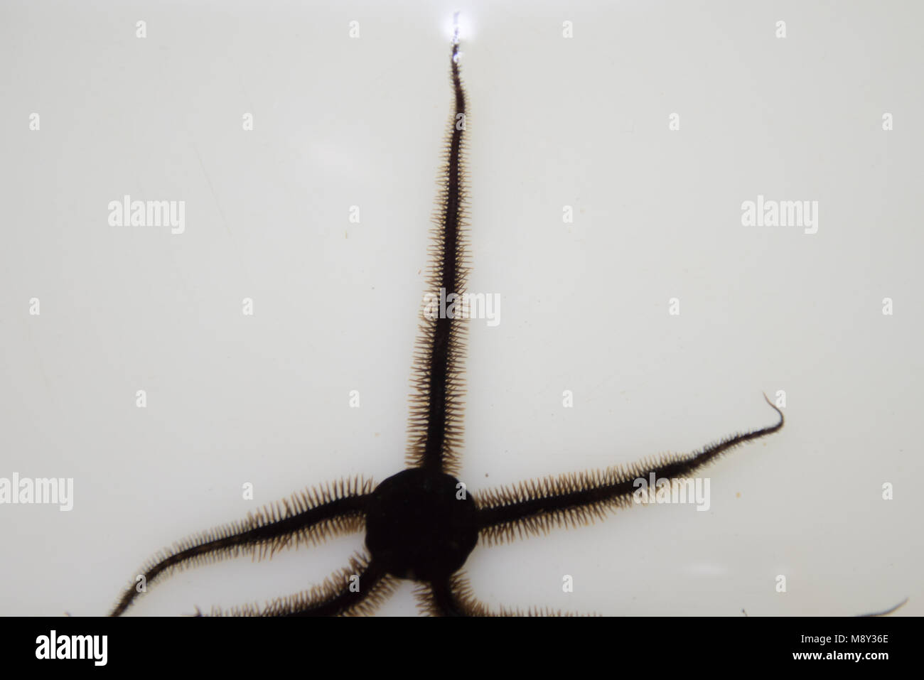 Ophiuroid, black brittle star in front of white background Stock Photo