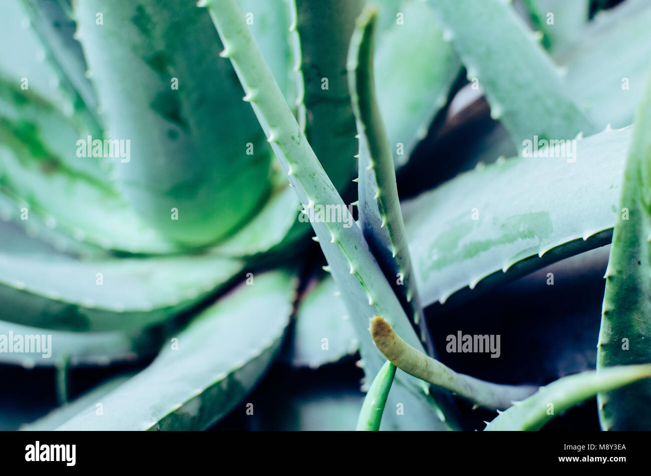 Leafy green sabila plant in the garden Stock Photo - Alamy