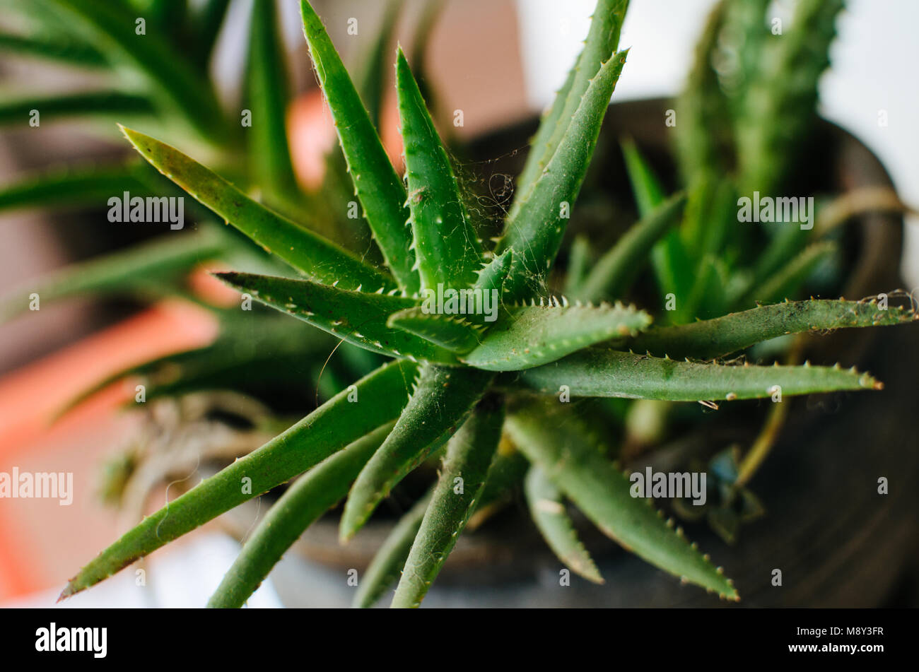 Leafy green sabila plant in the garden Stock Photo - Alamy