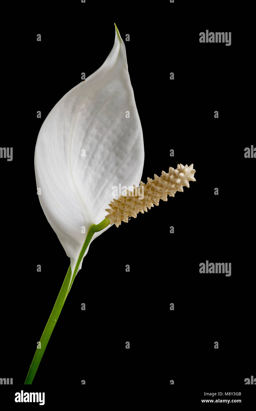 Spathiphyllum wallisii (Peace lilly) white flower isolated on a black background, macro clousep Stock Photo
