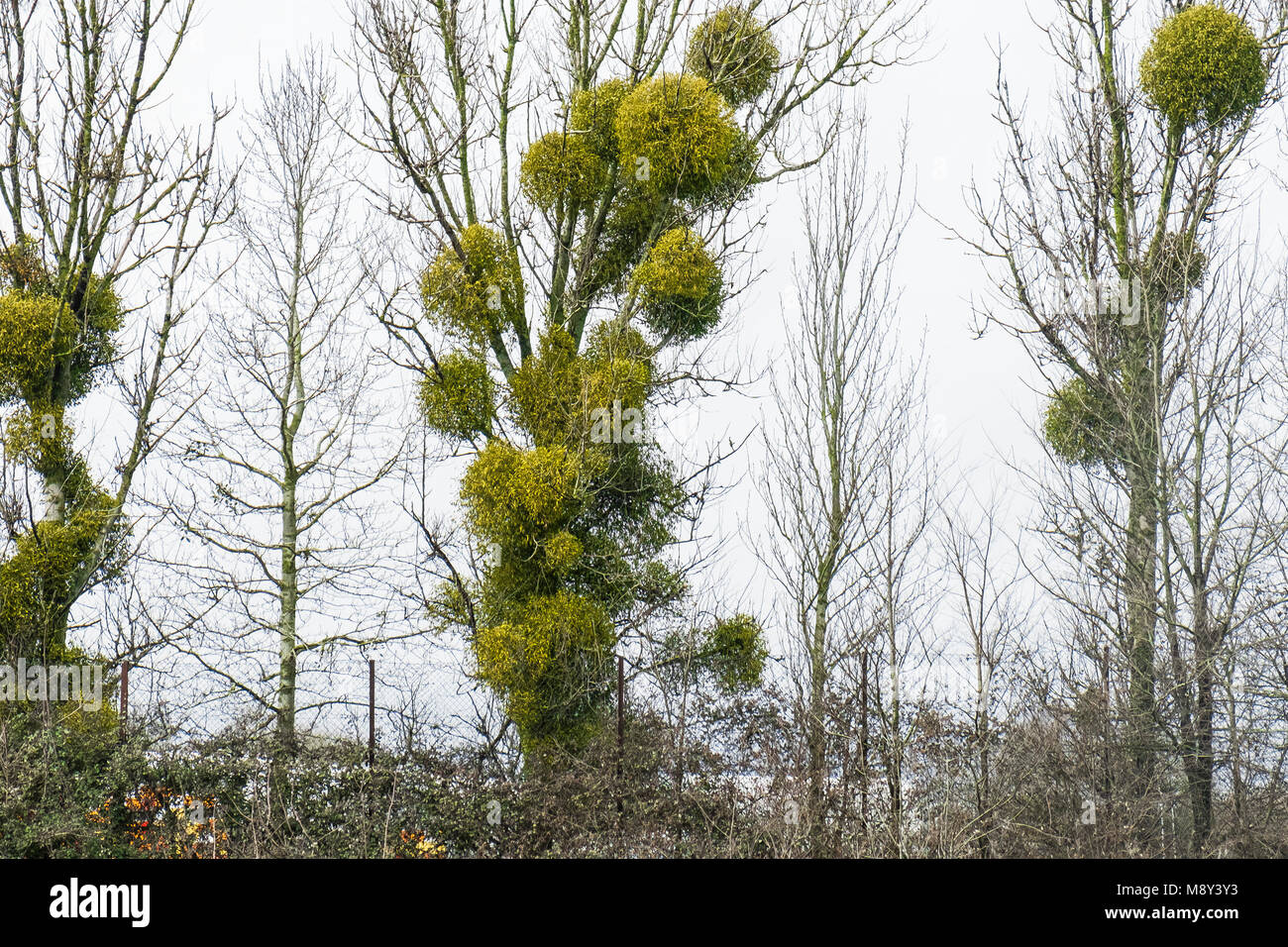 Parasitic Mistletoe Viscum album growing on trees. Stock Photo