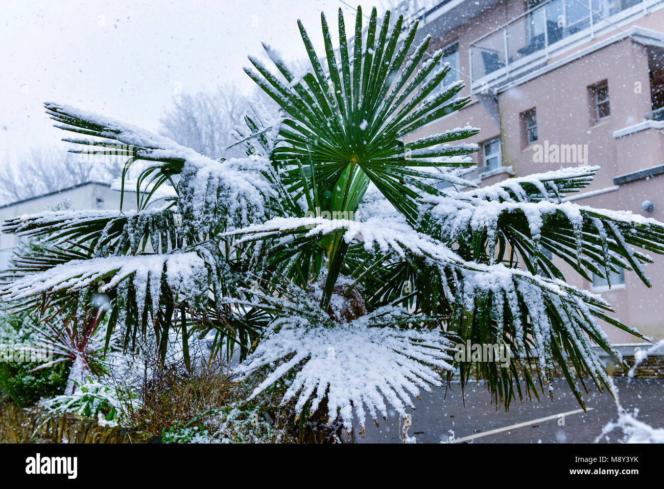 Unusal weather conditions in Cornwall with snow falling on Trachycarpus fortunei Chusan Palm in Newquay Cornwall. Stock Photo
