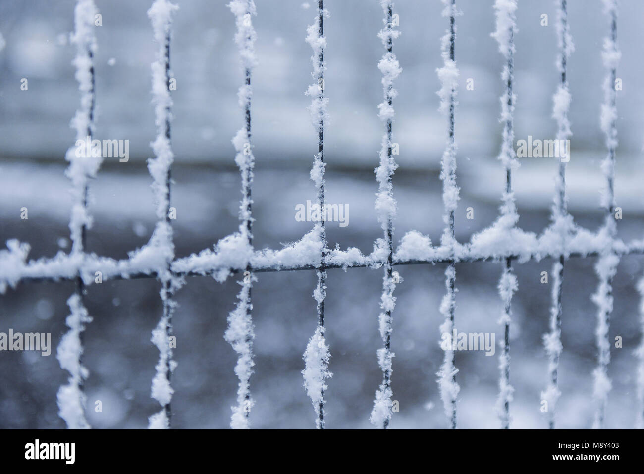 Snow clinging to a wire fence in Newquay Cornwall. Stock Photo