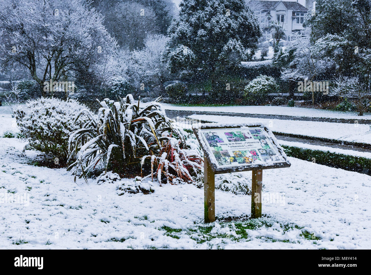 Snow falling in Trenance Gardens in Newquay Cornwall. Stock Photo