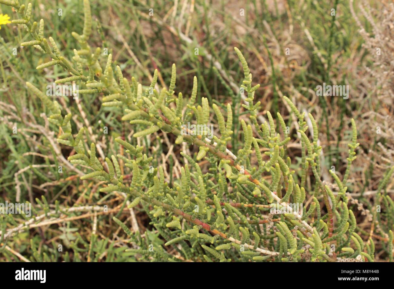 Sarcocornia Fruticosa plant in the wetlands of Santa Pola, Spain Stock Photo