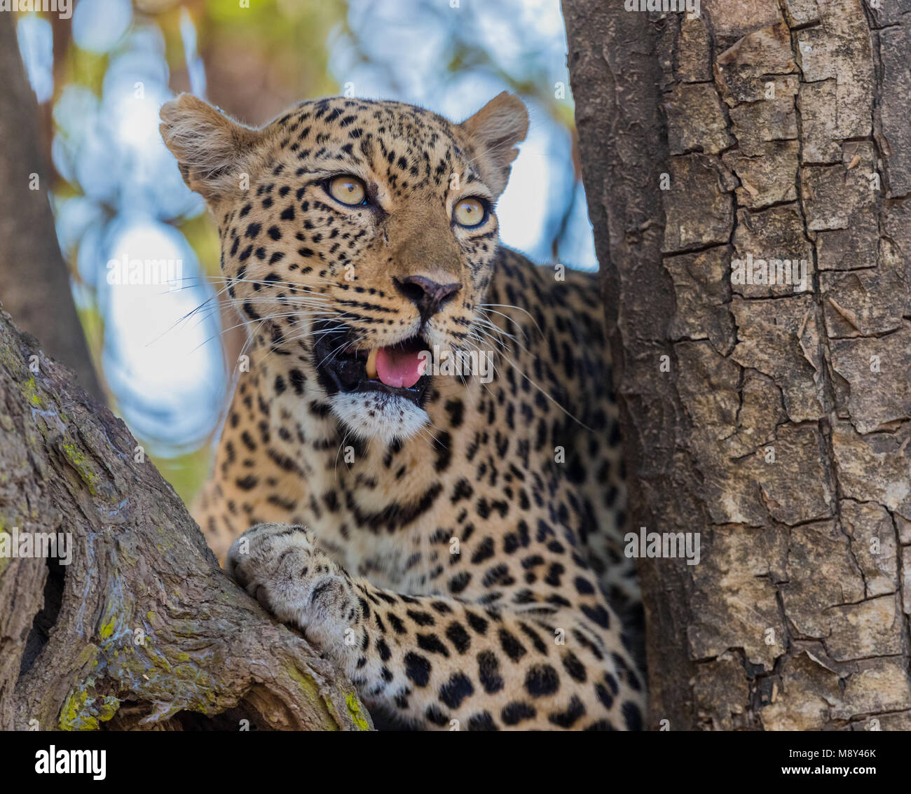 African Leopard (Panthera pardus pardus) resting in a tree, South ...