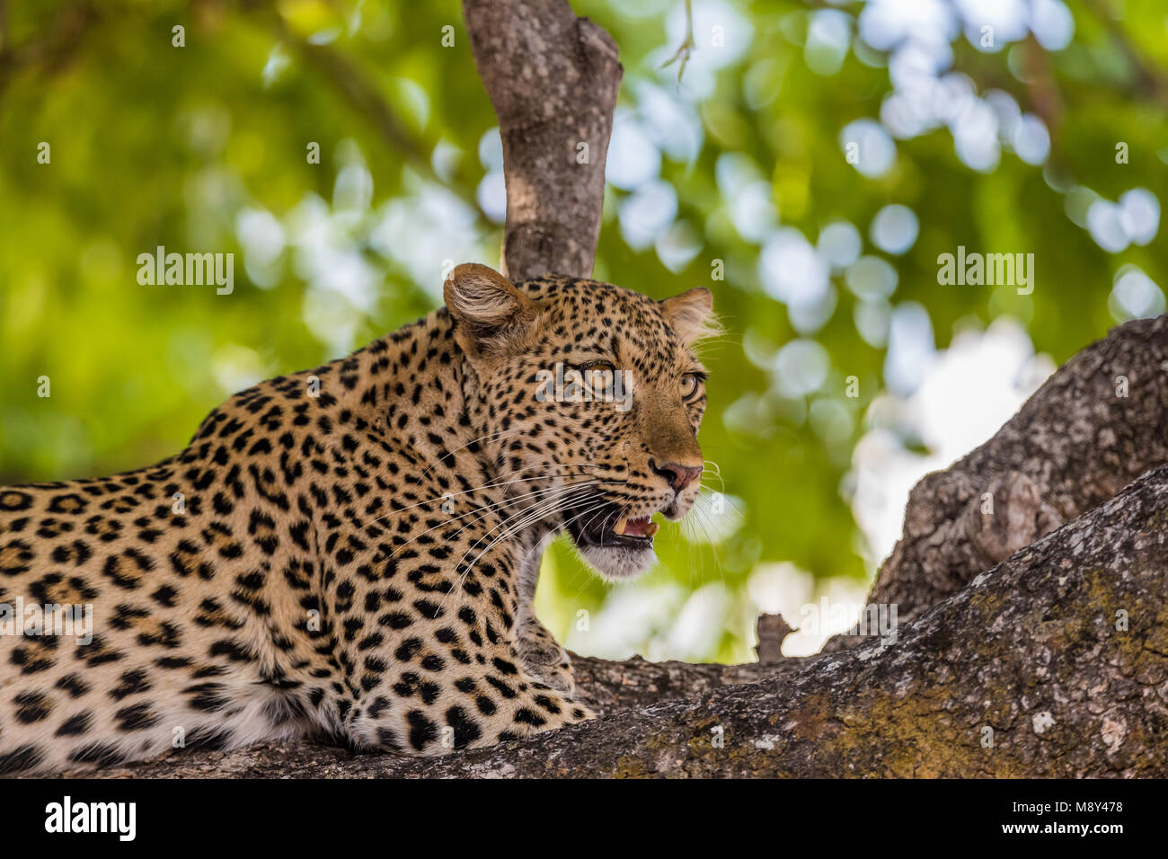 African Leopard (Panthera pardus pardus) resting in a tree, South ...