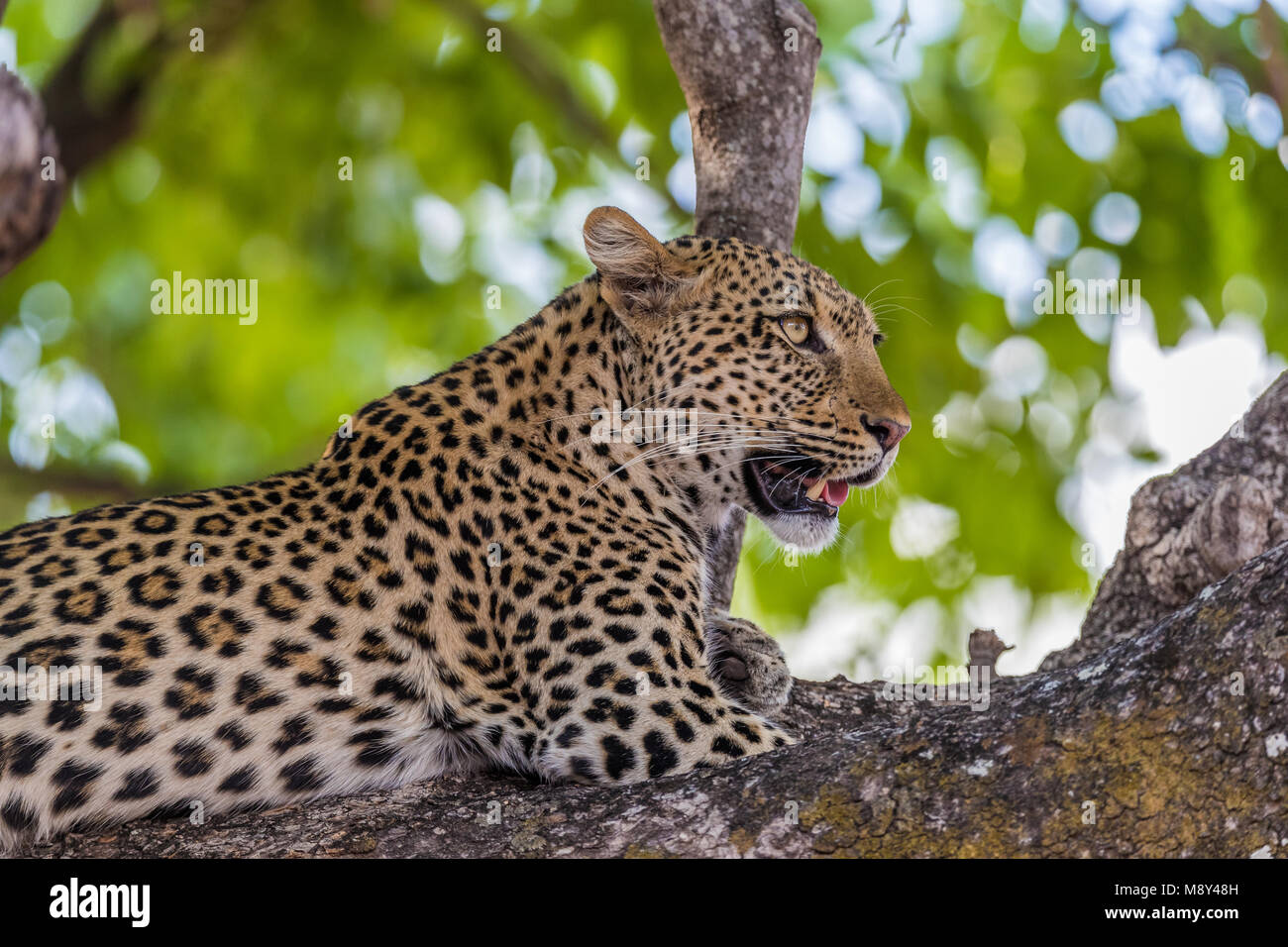 African Leopard (Panthera pardus pardus) resting in a tree, South ...