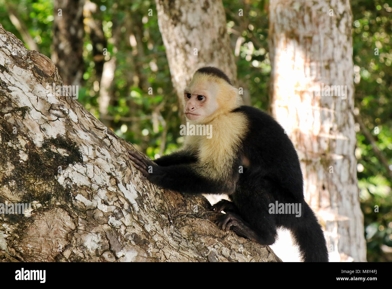 White-faced Capuchin Monkey (Cebus capucinus) in the rainforest of the Manuel Antonio National Park in Costa Rica. Stock Photo