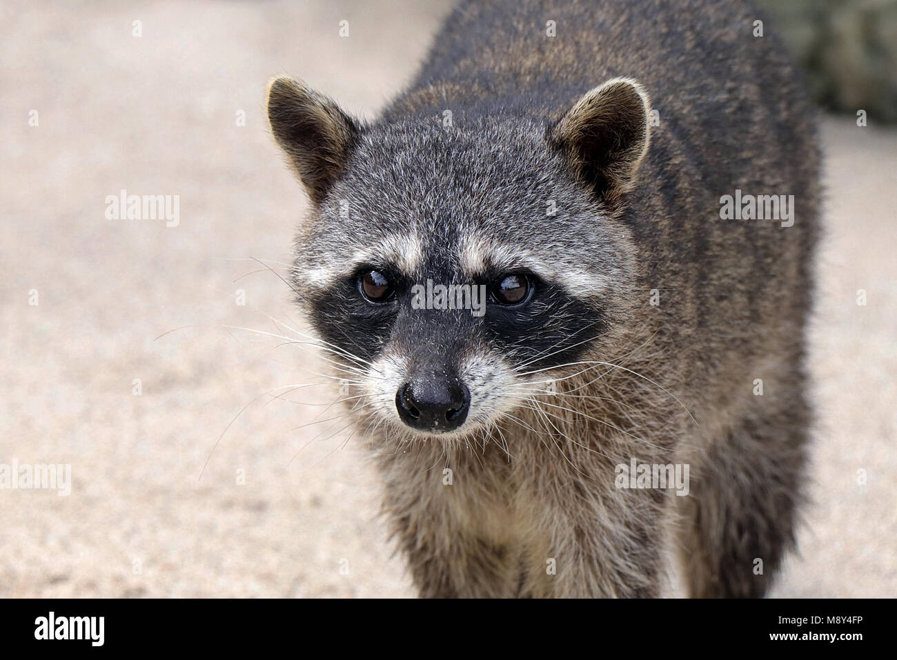 Wild Crabeating Raccoon (Procyon cancrivorus) on a beach in the Manuel