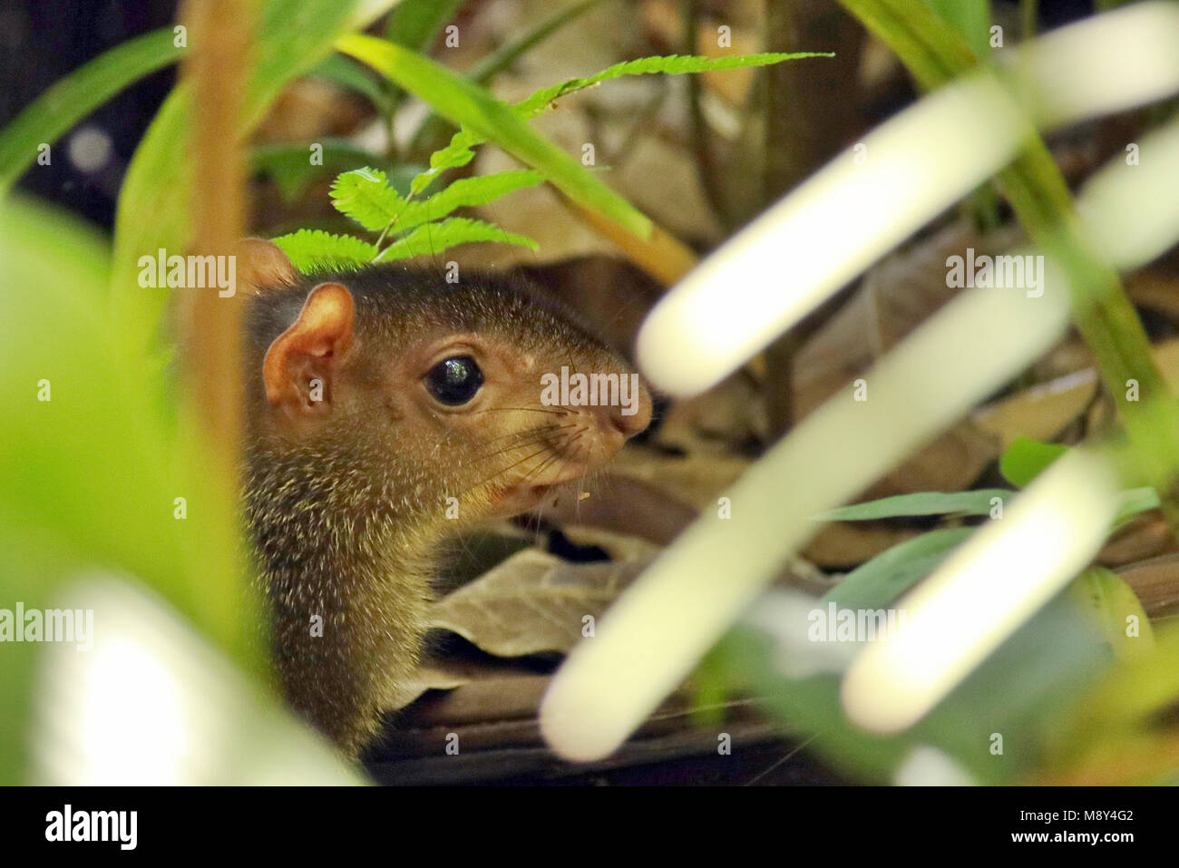 Wild Central American Agouti hiding among trees in the Manuel Antonio ...