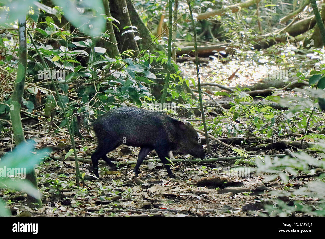 Wild Collared Peccary (Pecari tejacu) foraging on the rainforest floor in Corcovado National Park, on the Osa Peninsula in Southern Costa Rica. Stock Photo