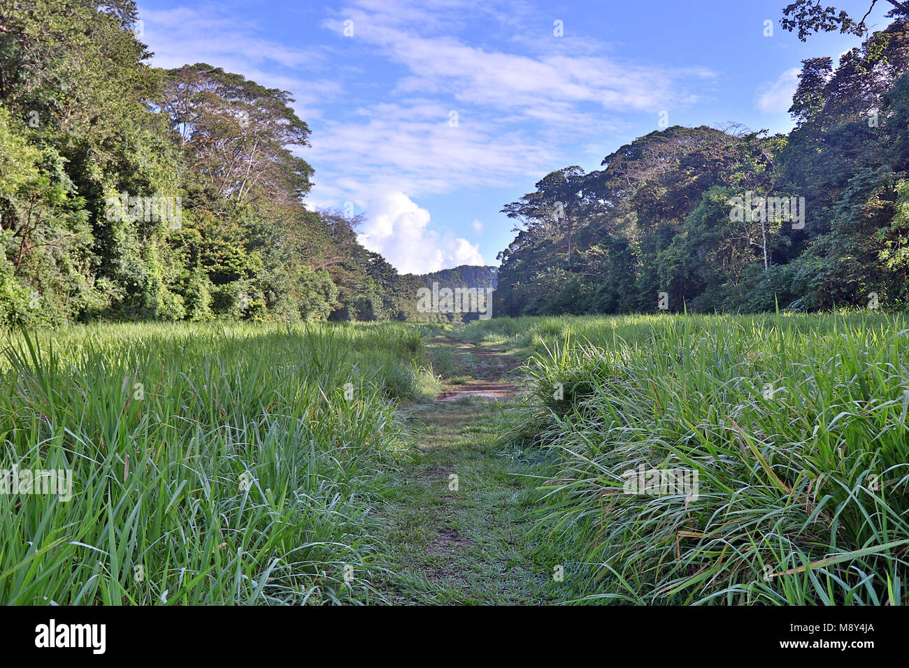 Overgrown airstrip in the heart of the jungles of the remote Corcovado National Park, on the Osa Peninsula in Costa Rica Stock Photo