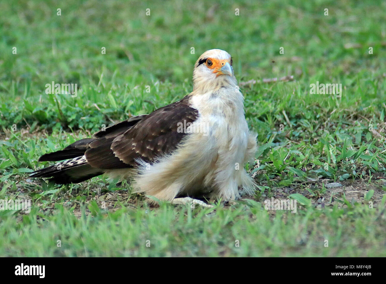 A wild Yellow-headed Caracara sitting on the ground in the remote Corcovado National Park, in southern Costa Rica Stock Photo