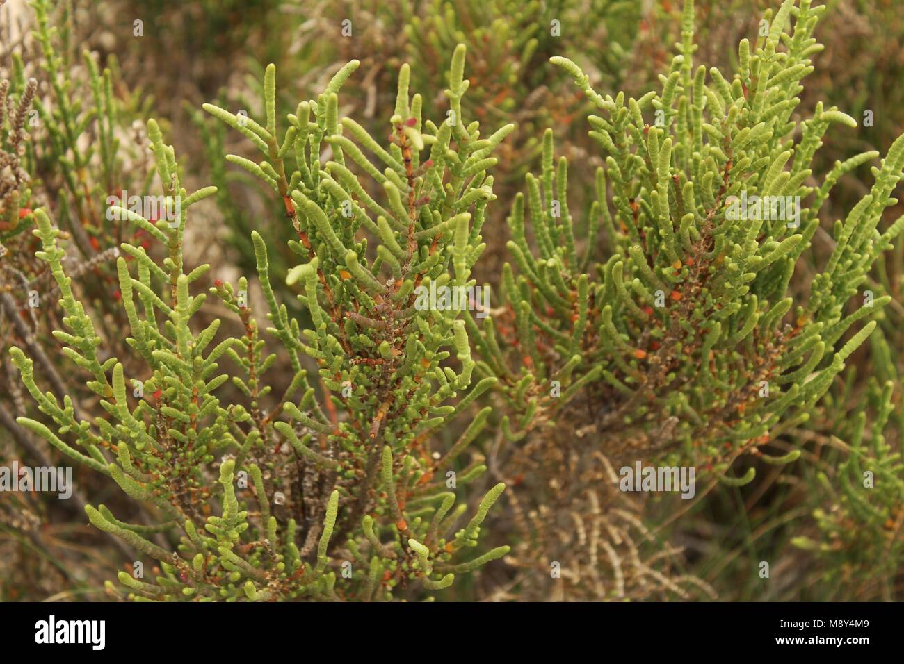Sarcocornia Fruticosa plant in the wetlands of Santa Pola, Spain Stock Photo