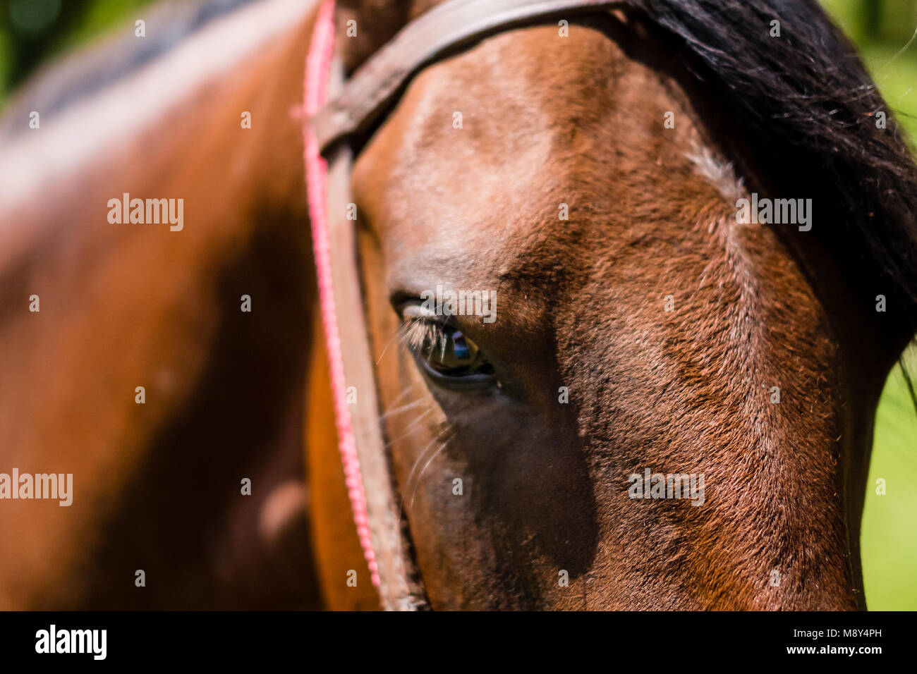 Profile of brown horse, harsh shadows, Cunha, Sao Paulo Stock Photo