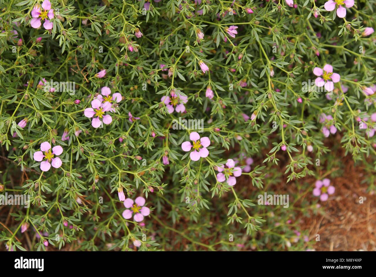 Fagonia Laevis purple flowers in the countryside in spring Stock Photo