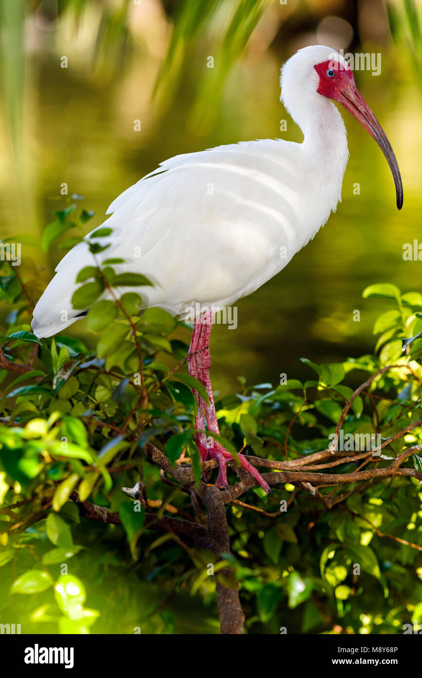 White Ibis (Eudocimus albus), Everglades National Park, Florida Stock Photo